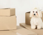 Dog sat on cardboard boxes.