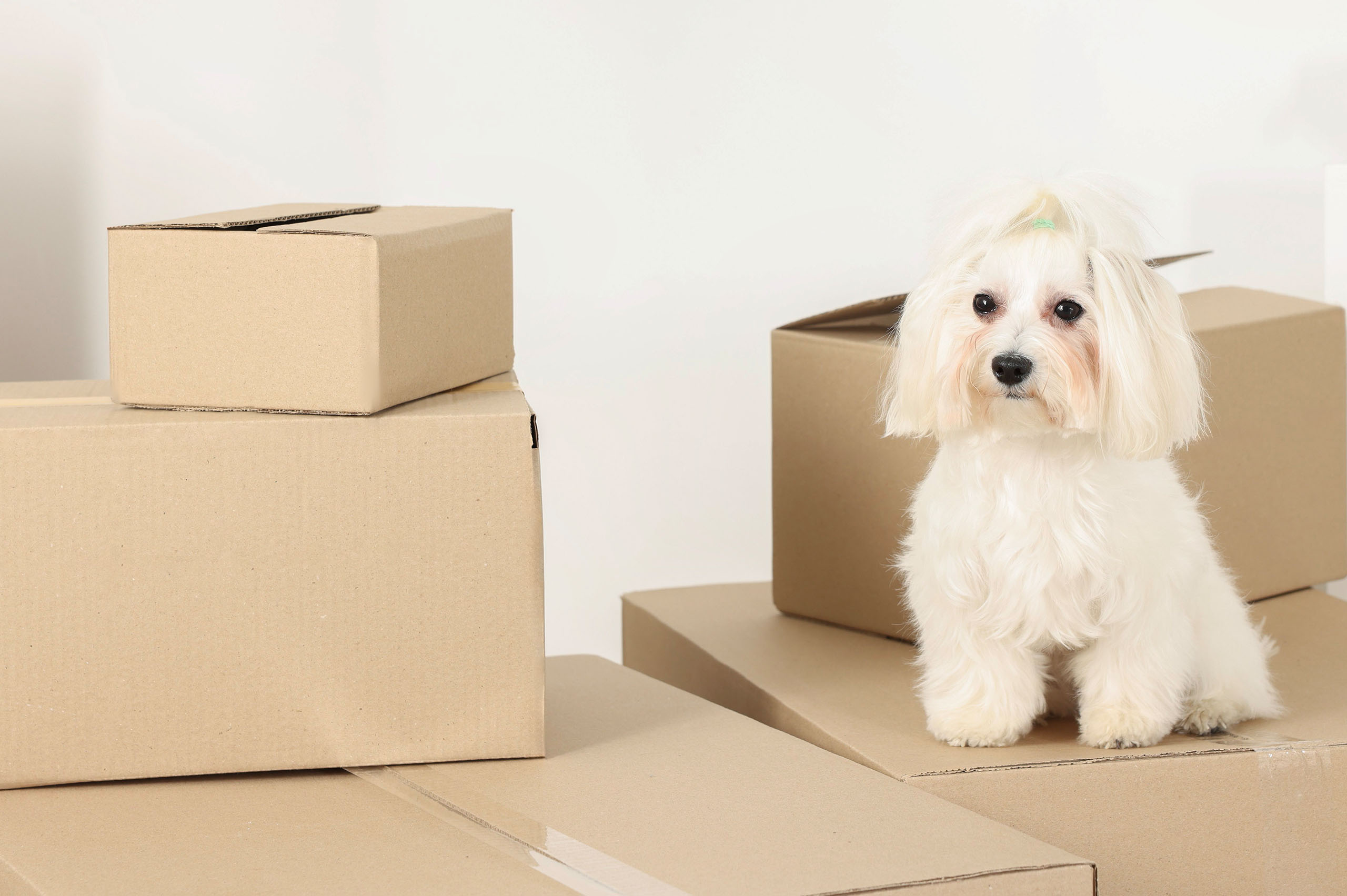 Dog Dog sat on cardboard boxes.